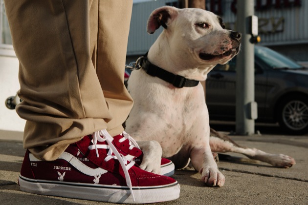 supreme x vans leopard collection